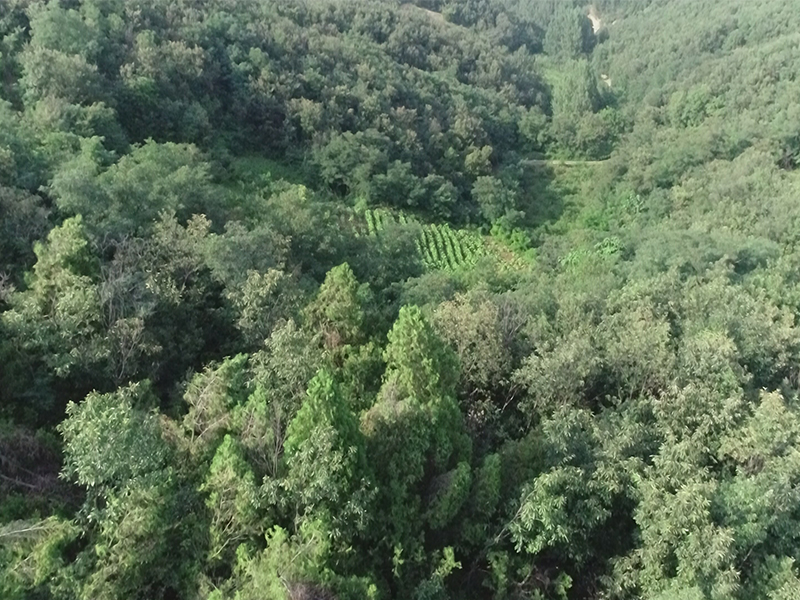 河南洛阳宜阳张午风电场110千伏送出工程对河南洛阳熊耳山升级自然保护区生物多样性影响评价报告